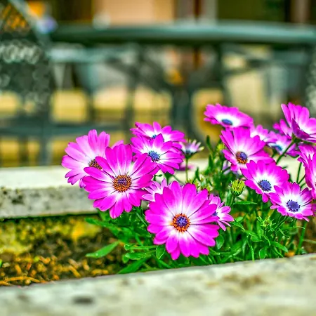 Holiday Pinia By Interhome * Jadranovo